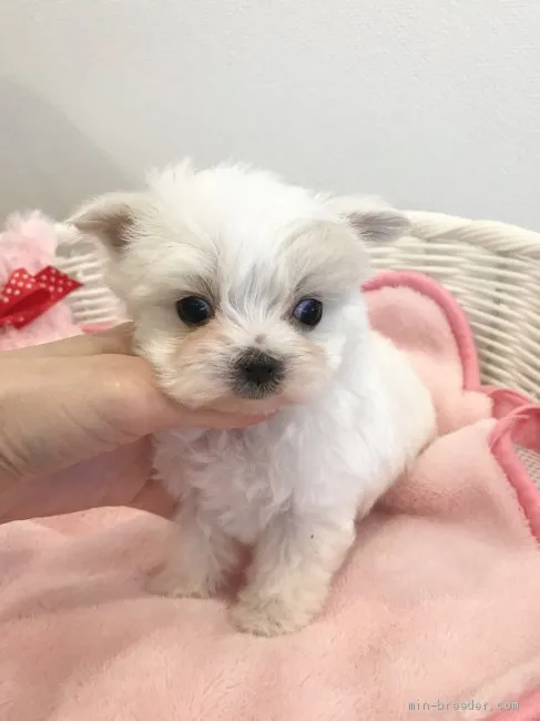 ID:2007-03246の子犬