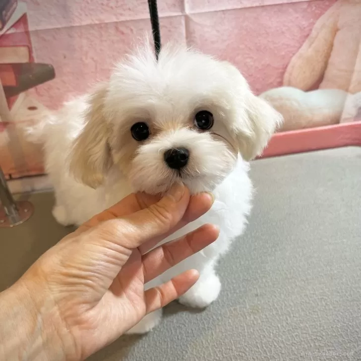 ID:2405-04444の子犬