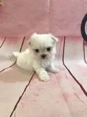 マルチーズ【京都府・男の子・2020年8月18日・ホワイト】の写真1