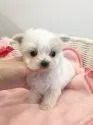 マルチーズ【京都府・男の子・2020年6月18日・ホワイト】の写真1