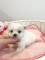 マルチーズ【京都府・男の子・2020年6月18日・ホワイト】の写真2