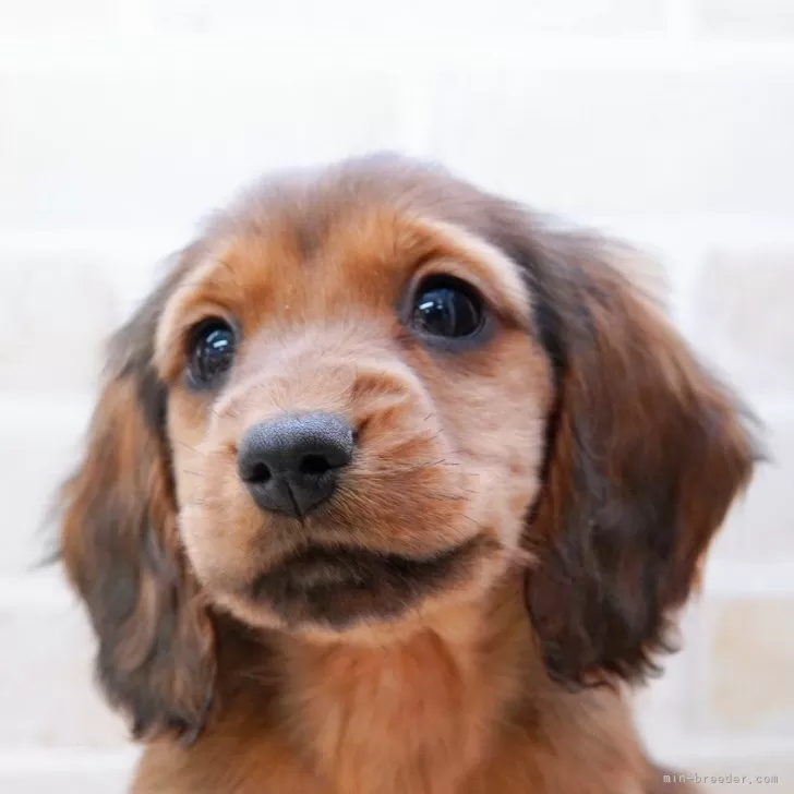 ID：2502-02323の子犬