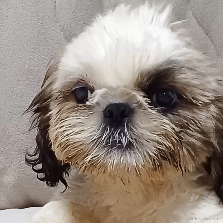 シーズー【長野県・男の子・2025年8月1日・ゴールド&amp;ホワイト】の写真1