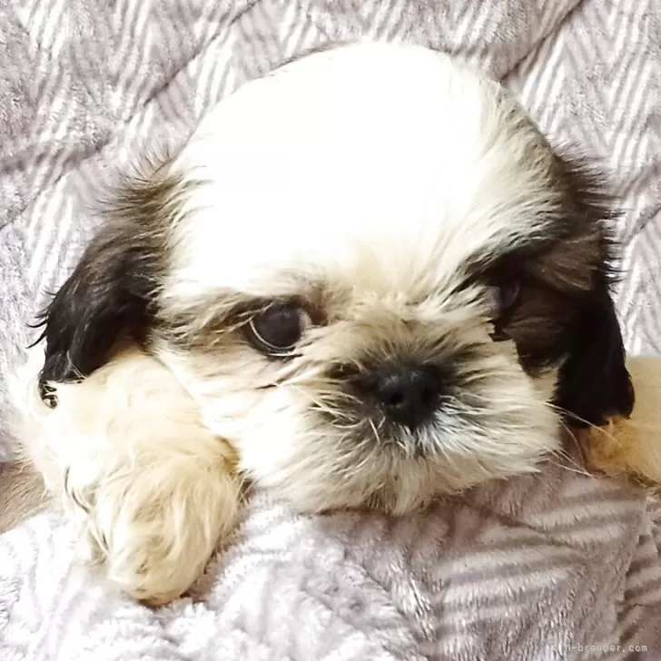 シーズー【長野県・男の子・2025年8月1日・ゴールド&amp;ホワイト】の写真1