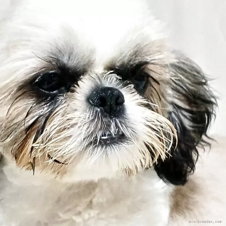 シーズー【長野県・男の子・2025年8月1日・ゴールド&amp;ホワイト】の写真1