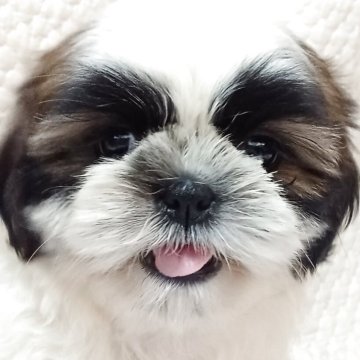 シーズー【長野県・女の子・2025年4月30日・ゴールド&ホワイト】の写真「5番ちゃん♀️かわいい女の子🎵」