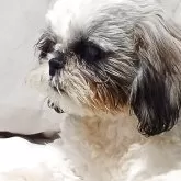 シーズー【長野県・男の子・2025年8月1日・ゴールド&ホワイト】の写真2