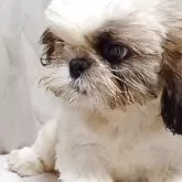 シーズー【長野県・男の子・2025年8月1日・ゴールド&ホワイト】の写真2