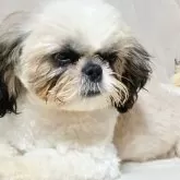 シーズー【長野県・男の子・2025年8月1日・ゴールド&ホワイト】の写真2