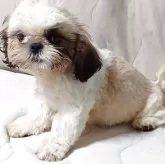 シーズー【長野県・男の子・2025年8月1日・ゴールド&ホワイト】の写真3