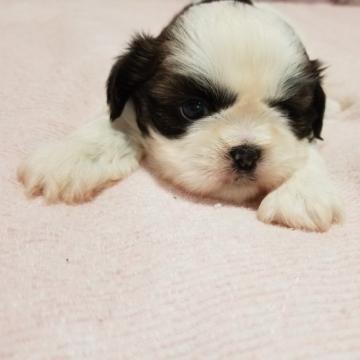 シーズー【長野県・女の子・2022年10月28日・ホワイト&ゴールド】の写真「2番ちゃん、ムチムチな女の子🎵」