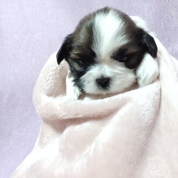 シーズー【長野県・女の子・2024年1月9日・ゴールド&ホワイト】の写真「5番ちゃん♀️可愛い女の子🎵」