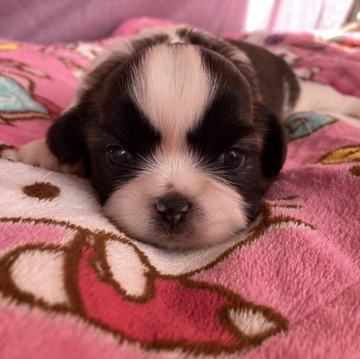 シーズー【長野県・女の子・2022年10月28日・ホワイト&ゴールド】の写真「3番ちゃん、甘えん坊さんな女の子🎵」