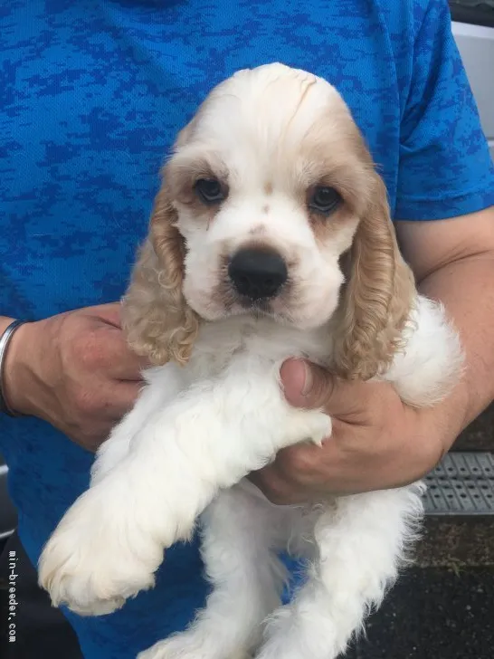 ID:2006-02899の子犬