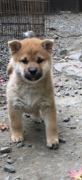 柴犬(標準サイズ)【三重県・男の子・2020年10月13日・赤】の写真「コロコロたぬき顔です」