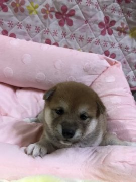 柴犬(標準サイズ)【三重県・女の子・2020年4月2日・赤】の写真「ムチムチのべっぴんさん」