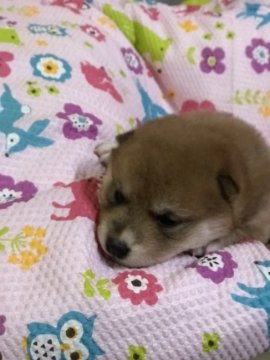 柴犬(標準サイズ)【三重県・女の子・2020年4月2日・赤】の写真「お母さんに似たべっぴんさんです」