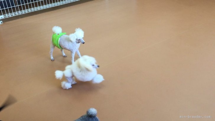 のびのびと元気に！｜富永　雅史(とみなが　まさふみ)ブリーダー(福岡県・チワワ(ロング)など・JKC登録)の紹介写真2