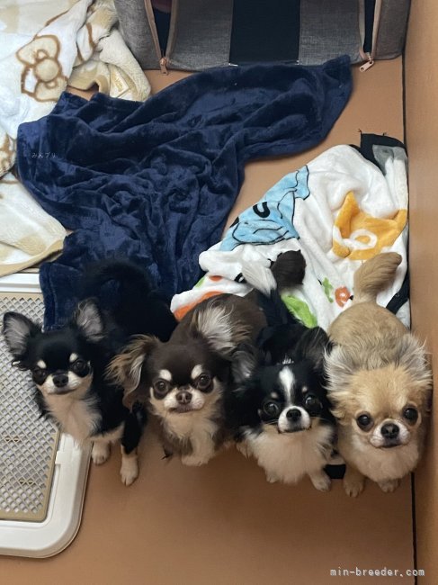 富永　雅史(とみなが　まさふみ)ブリーダー(福岡県・チワワ(ロング)など・JKC登録)の紹介写真3