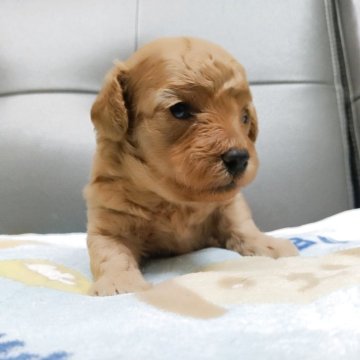 トイプードル(タイニー)【福岡県・男の子・2025年11月20日・アプリコット】の写真「ご見学大歓迎です！」