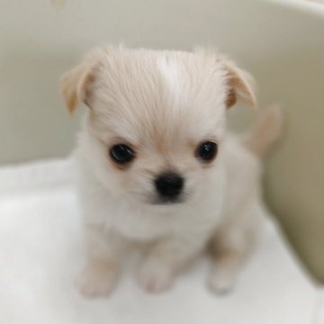 チワワ(ロング)【福岡県・男の子・2025年2月25日・ホワイト&クリーム】の写真「※4/23までのご予約受付、販売となっております！」