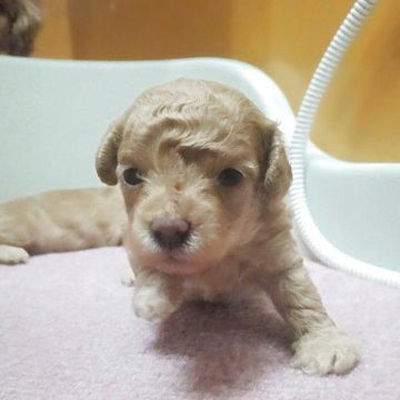 トイプードル(ティーカップ)【福岡県・男の子・2025年11月20日・アプリコット】の写真「ご見学大歓迎です！」