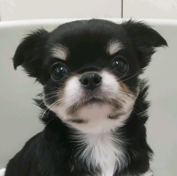 チワワ(ロング)【福岡県・女の子・2025年8月27日・ブラックタン】の写真「ご見学大歓迎です！お気軽にお問い合わせ下さい！」