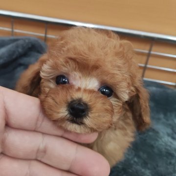 トイプードル(ティーカップ)【福岡県・男の子・2024年10月26日・オレンジ・フォーン(アプリコット)】の写真「12/22迄のご予約受付けとなります！お早めに！」