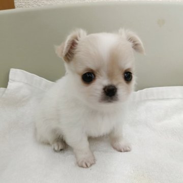 チワワ(ロング)【福岡県・男の子・2025年2月25日・ホワイト&クリーム】の写真「※4/23までのご予約受付、販売となっております！」