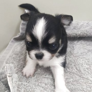 チワワ(ロング)【福岡県・男の子・2025年2月25日・トライカラー】の写真「ご見学、ご予約はお早めに！」