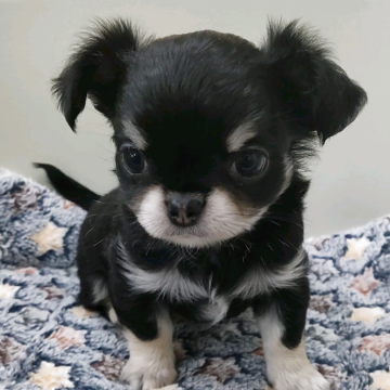 チワワ(ロング)【福岡県・男の子・2025年8月22日・ブラックタン】の写真「10/18迄の販売となりますので、お早めに！」