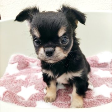 チワワ(ロング)【福岡県・男の子・2025年2月25日・ブラック&タン】の写真「※4/23までのご予約受付、販売となっております！」