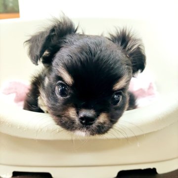 チワワ(ロング)【福岡県・男の子・2025年2月25日・ブラック&タン】の写真「※4/23までのご予約受付、販売となっております！」