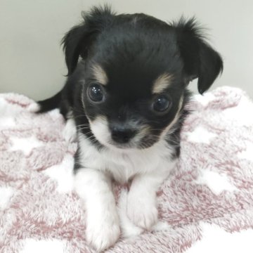 チワワ(ロング)【福岡県・女の子・2025年8月30日・ブラックタン&ホワイト】の写真「10/26迄の販売となりますので、ご予約はお早めに」