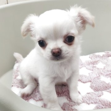 チワワ(ロング)【福岡県・女の子・2025年8月22日・ホワイト&クリーム】の写真「10/18迄の販売となりますので、お早めに！」