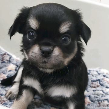 チワワ(ロング)【福岡県・女の子・2025年8月30日・ブラックタン】の写真「10/26迄の販売となりますので、ご予約はお早めに」