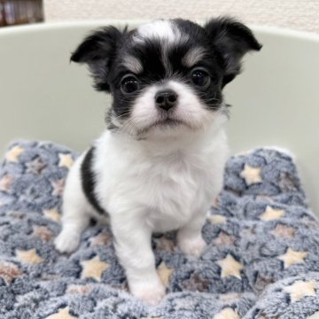 チワワ(ロング)【福岡県・男の子・2025年1月20日・トライカラー】の写真「3/18までの販売です！ご見学、ご予約はお早めに！」