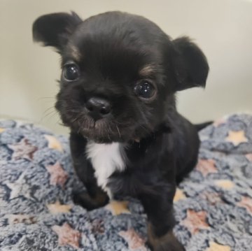 チワワ(ロング)【福岡県・男の子・2025年1月20日・ブラックタン&ホワイト】の写真「3/18までの販売です！ご見学、ご予約はお早めに！」