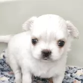 チワワ(ロング)