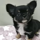 チワワ(ロング)