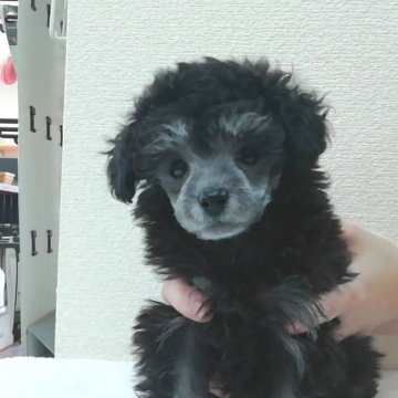 トイプードル(タイニー)【福岡県・男の子・2018年11月24日・シルバー】の写真「毛質、毛量良し。噛み合わせ良しのイケメン君です♪」