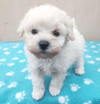 トイプードル(タイニー)【福岡県・男の子・2021年6月23日・ホワイト】の写真「ドンドン可愛くなります♪」