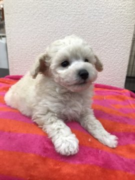 トイプードル(タイニー)【福岡県・男の子・2019年11月8日・ホワイト】の写真「毛量が多いイケメン君です♪」