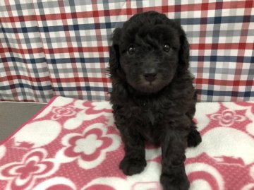 トイプードル(トイ)【福岡県・男の子・2019年6月24日・シルバー】の写真「母犬JKCチャンピオンの良血統の仔犬です♪」