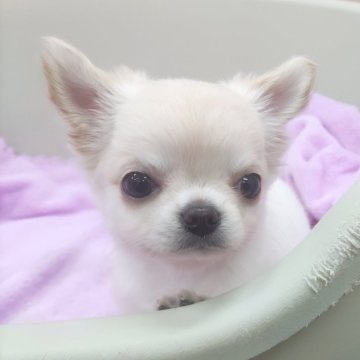 チワワ(ロング)【福岡県・男の子・2024年8月13日・ホワイト&クリーム】の写真「総額表示！10/8迄の販売となります！」
