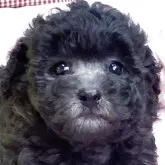 タイニープードル