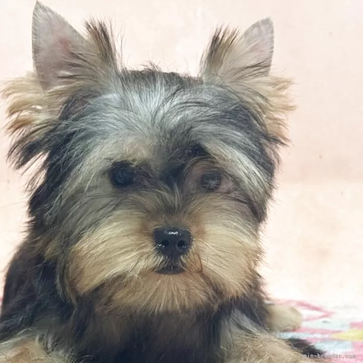 ヨークシャーテリア【広島県・男の子・2025年6月10日・スティールブルー&amp;タン】の写真1