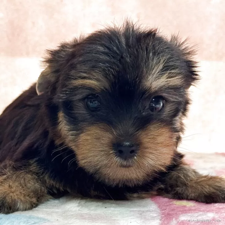 T.K 様のお迎えした子犬