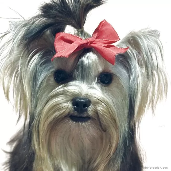 C.S 様のお迎えした子犬