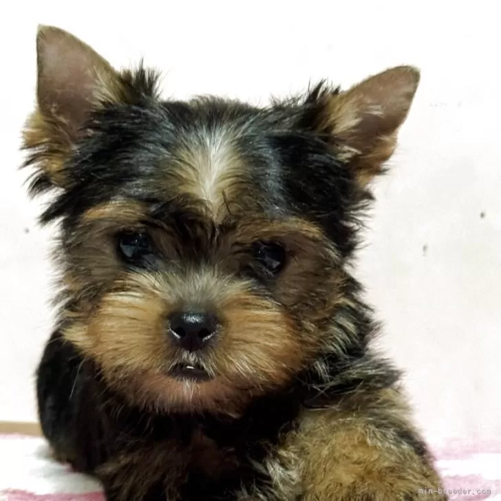 ID：2507-06953の子犬